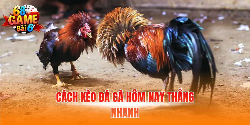 Cách kèo đá gà hôm nay thắng nhanh